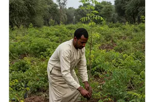        عمال الغابات 